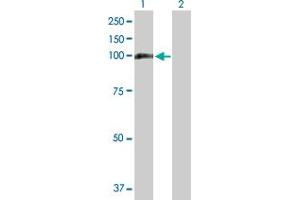 Western Blot analysis of MTHFD1 expression in transfected 293T cell line by MTHFD1 MaxPab polyclonal antibody.