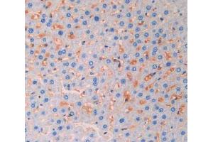 IHC-P analysis of liver tissue, with DAB staining. (FGF13 anticorps  (AA 1-192))