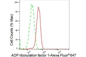 Flow cytometric analysis of ADP ribosylation factor 1 expression in C2C12 cells using ADP ribosylation factor 1 antibody (ABIN7797530), 1:2,000). (Recombinant ARF1 anticorps)