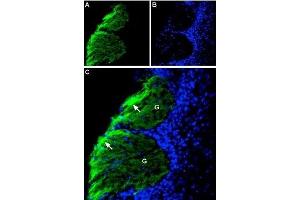 Expression of NCAM1 in rat olfactory bulb - Immunohistochemical staining of rat olfactory bulb frozen section using Anti-CD56/NCAM1 (extracellular) Antibody (ABIN7043350, ABIN7044686 and ABIN7044687), (1:300).