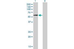 anti-rho GTPase Activating Protein 15 (ARHGAP15) (AA 1-475) antibody