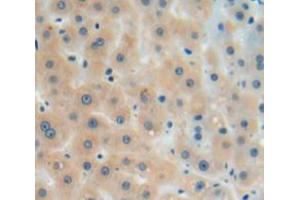 Used in DAB staining on fromalin fixed paraffin-embedded liver tissue (Coagulation Factor X anticorps  (AA 21-481))