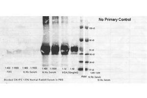 Image no. 1 for anti-Albumin (ALB) antibody (HRP) (ABIN799625) (Albumin anticorps  (HRP))