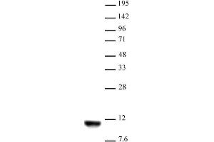 Histone H4K20me2 antibody (mAb) tested by Western blot. (Histone H4 anticorps  (2meLys20))