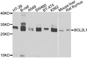 Western blot analysis of extracts of various cell lines, using BCL2L1 antibody (ABIN5970042) at 1/1000 dilution. (BCL2L1 anticorps)