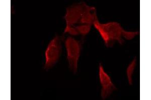 ABIN6267439 staining NIH-3T3 by IF/ICC.