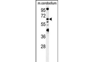 Western blot analysis of MON1B Antibody (C-term) (ABIN1537272 and ABIN2849322) in mouse cerebellum tissue lysates (35 μg/lane). (MON1B anticorps  (C-Term))