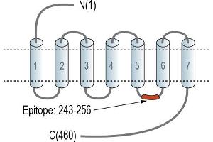 Representative domain view of the target of ABIN7884711.