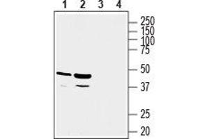 Western blot analysis of rat kidney (lanes 1 and 3) and rat liver (lanes 2 and 4) lysates: - 1, 2. (GPR81 anticorps  (C-Term, Intracellular))