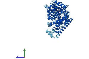 AlphaFold protein structure predicition of Mouse Recombinant Cyp4f3 Protein, UniprotID Q99N16