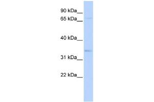 WB Suggested Anti-CHRFAM7A Antibody Titration:  0. (CHRFAM7A anticorps  (Middle Region))