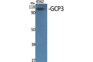 Western Blot (WB) analysis of specific cells using GCP3 Polyclonal Antibody. (FOLH1B anticorps  (Internal Region))