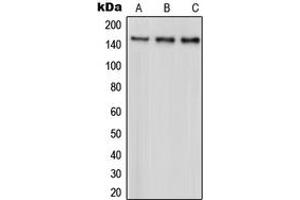 Western blot analysis of PARD3 expression in HeLa (A), A431 (B), MCF7 (C) whole cell lysates. (PARD3 anticorps  (C-Term))
