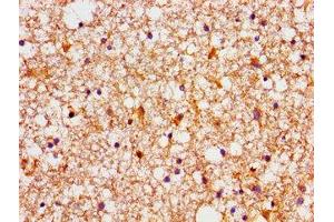 Immunohistochemistry of paraffin-embedded human brain tissue using ABIN7165855 at dilution of 1:100 (NDRG4 anticorps  (AA 210-331))