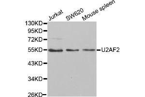 Western blot analysis of extracts of various cell lines, using U2AF2 antibody. (U2AF2 anticorps)