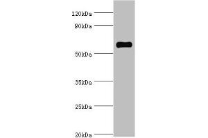 Western blot All lanes: SRSF4 antibody at 4 μg/mL + Hela whole cell lysate Secondary Goat polyclonal to rabbit IgG at 1/10000 dilution Predicted band size: 57 kDa Observed band size: 57 kDa (SRSF4 anticorps  (AA 1-180))