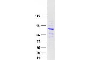 Validation with Western Blot (CWF19L1 Protein (Myc-DYKDDDDK Tag))