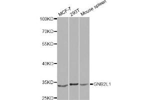 Western blot analysis of extracts of various cell lines, using GNB2L1 antibody. (GNB2L1 anticorps)
