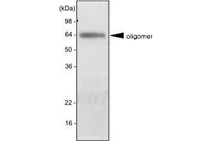 Western blot analysis of mouse liver extract was resolved by SDS - PAGE , transferred to PVDF membrane and probed with ADIPOQ monoclonal antibody , clone 5H7 (1 : 2000)  .
