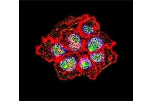 Confocal immunofluorescent analysis of Src antibody with A431 cells followed by Alexa Fluor 488-conjugated goat anti-rabbit lgG (green).