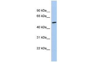 WB Suggested Anti-NKD1 Antibody Titration:  0. (NKD1 anticorps  (Middle Region))