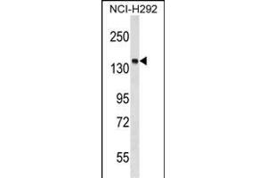 PTPN23 Antibody (C-term) (ABIN1536678 and ABIN2849035) western blot analysis in NCI- cell line lysates (35 μg/lane). (PTPN23 anticorps  (C-Term))