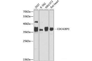 Western blot analysis of extracts of various cell lines using CDC42EP3 Polyclonal Antibody at dilution of 1:1000. (CDC42EP3 anticorps)