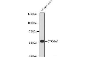 Western blot analysis of extracts of Mouse testis using CYP51A1 Polyclonal Antibody at dilution of 1:1000. (CYP51A1 anticorps)
