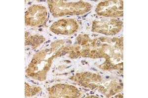 Immunohistochemistry of paraffin-embedded human kidney using ANAPC5 antibody. (ANAPC5 anticorps  (AA 1-250))