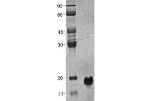 Validation with Western Blot