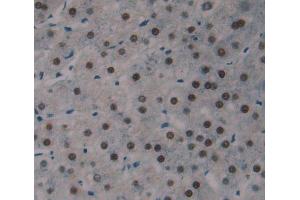 Used in DAB staining on fromalin fixed paraffin- embedded Kidney tissue (LUC7-Like 3 anticorps  (AA 1-247))