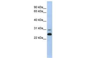 Image no. 1 for anti-Adenylate Kinase 1 (AK1) (AA 36-85) antibody (ABIN6741020) (Adenylate Kinase 1 anticorps  (AA 36-85))