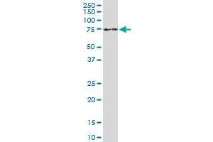 ENTH monoclonal antibody (M03), clone 1E6.