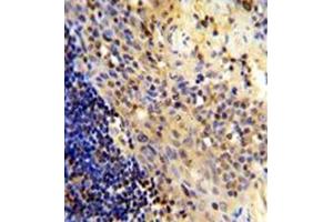 Image no. 3 for anti-CD8 (CD8) (AA 66-96), (N-Term) antibody (ABIN356887)