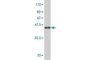 Western Blot detection against Immunogen (36. (UAP1 anticorps  (AA 406-504))