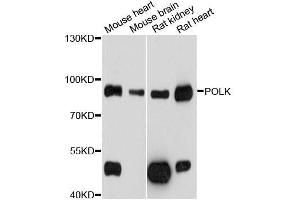 Western blot analysis of extracts of various cell lines, using POLK antibody (ABIN5998558) at 1/1000 dilution. (POLK anticorps)