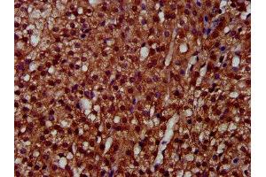 IHC image of ABIN7158788 diluted at 1:300 and staining in paraffin-embedded human adrenal gland tissue performed on a Leica BondTM system. (LAPTM4A anticorps  (AA 181-233))
