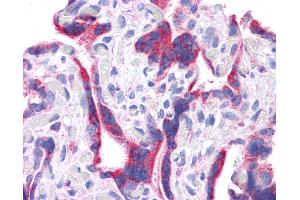 Anti-DLL1 antibody IHC of human placenta. (DLL1 anticorps  (N-Term))