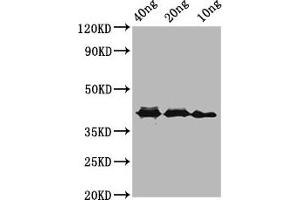 Western Blot Positive WB detected in Recombinant protein All lanes: ompA antibody at 3. (OMP anticorps  (AA 1734-2021))