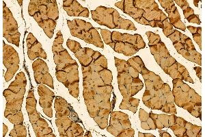 ABIN6261716 and ABIN6278189 at 1/100 staining Mouse muscle tissue by IHC-P.