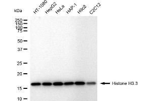 Western blotting analysis using Histone H3.