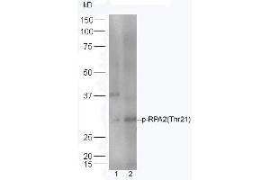 Lane 1: HeLa lysates Lane 2: Mouse spleen lysates probed with Rabbit Anti-RPA2(Thr21) Polyclonal Antibody, Unconjugated (ABIN713351) at 1:300 overnight at 4 °C. (RPA2 anticorps  (pThr21))