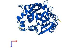 AlphaFold protein structure predicition of Human Recombinant NNMT Protein, UniprotID P40261