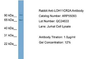 WB Suggested Anti-LOH11CR2A  Antibody Titration: 0. (VWA5A anticorps  (N-Term))