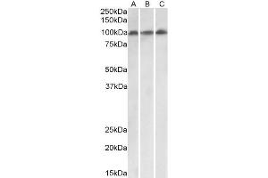 ABIN5539891 (0. (VPS16 anticorps  (Internal Region))