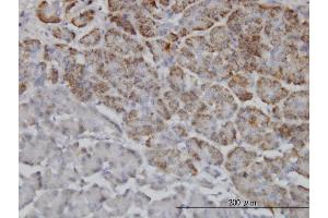 Immunoperoxidase of monoclonal antibody to TRIM36 on formalin-fixed paraffin-embedded human pancreas.