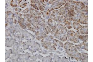 Immunoperoxidase of monoclonal antibody to TRIM36 on formalin-fixed paraffin-embedded human pancreas. (TRIM36 anticorps  (AA 391-499))