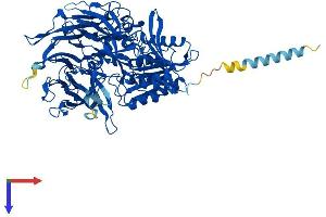 AlphaFold protein structure predicition of Mouse Recombinant Dpp4 Protein, UniprotID P28843