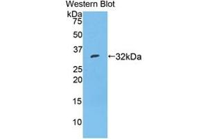 Western blot analysis of recombinant Mouse TBG. (SERPINA7 anticorps  (AA 127-393))