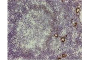 Image no. 1 for anti-Amine Oxidase, Copper Containing 3 (Vascular Adhesion Protein 1) (AOC3) antibody (ABIN960556)